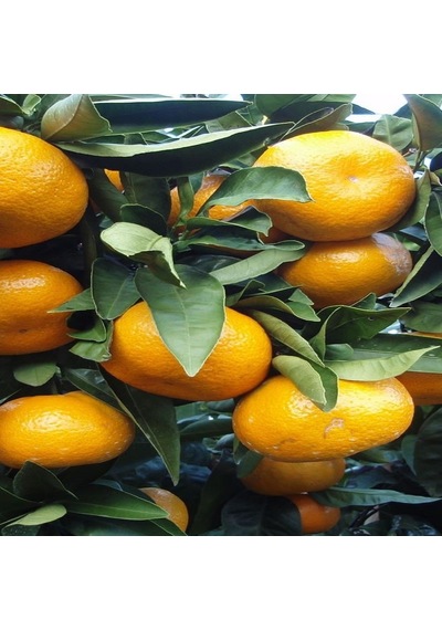 Tüplü Aşılı Rize Satsuma Mandalina Fidanı