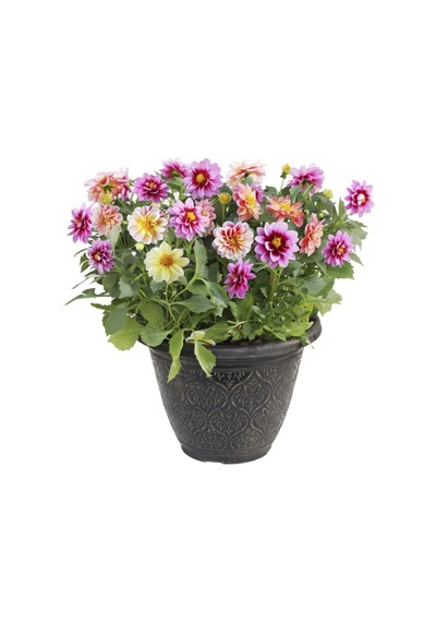 Nadir Ithal Karışık Dahlia Çiçeği Tohumu Dinnerplate Çiçek Tohumu 5 Tohum