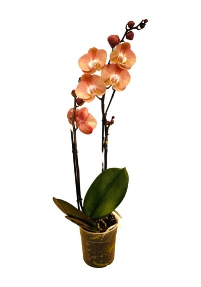 Phalaenopsis 'suki' Turuncu Orkide Ø12 Cm Y70-80 Cm Çok Renkli