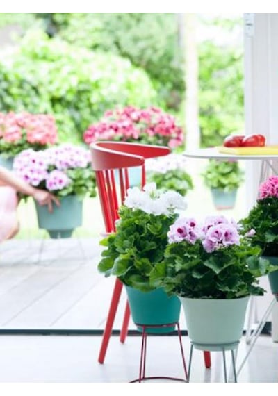 Sardunya- Pelargonium 5’li Karışık Renklerde 15cm