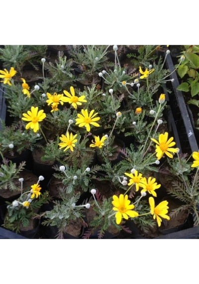 Çeşme Papatyası Sarı Renkli 20 40 Cm 1 Adet Saksılı Canlı Bitki Osteospermum