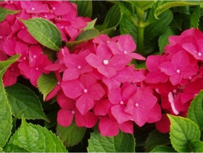 Kırmızı Ortanca Çiçeği Fidanı 10-20 Cm