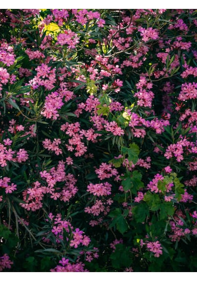 Videolu Pembe Zakkum Çiçeği 50 70 Cm 1 Adet Saksılı Çiçekli Bahçe / Balkon Bitkisi Nerium Oleander
