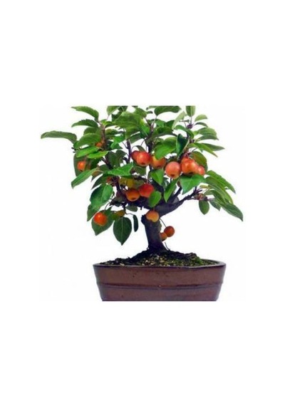 5 Adet Tohum Bodur Bonsai Elma Ağacı Tohumu Saksı Topraklı