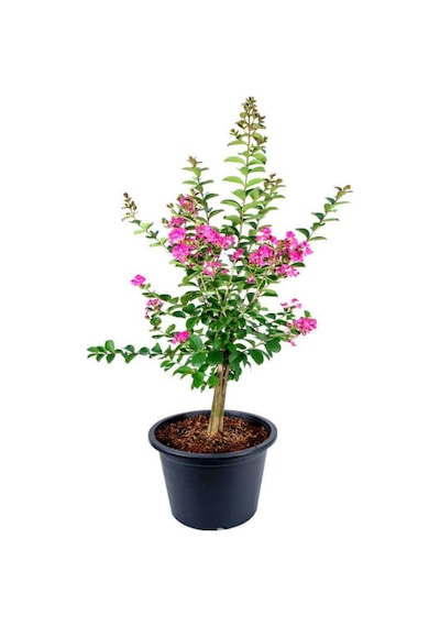 Pembe Oya Ağacı+ Hanıme Çiçeği+ Itır Çiçeği