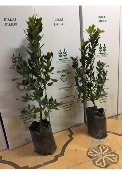3 Yaş Kocayemiş Dağ Çileği Fidanı 80-110 Cm