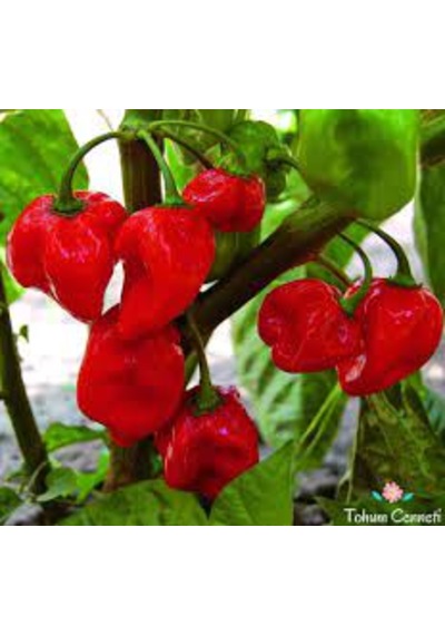 20 Adet Tohum Kırmızı Dünyanın En Acı Biberi Habanero Biberi Tohu