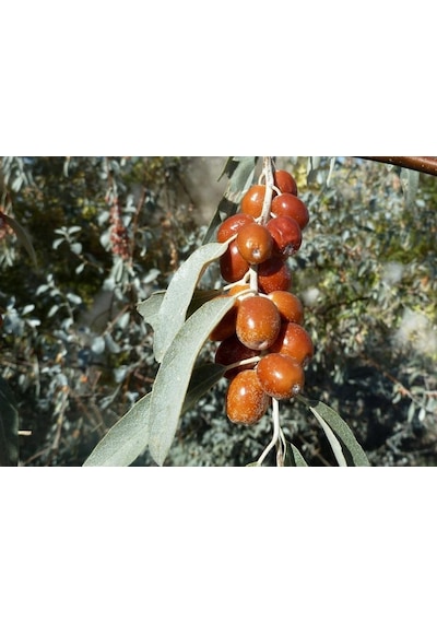 Anadolu İğde Fidanı Elaeagnus Angustifolia 2 Adet