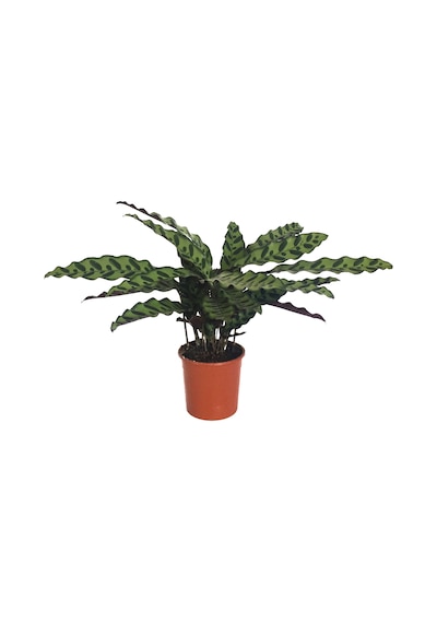 Calathea Lancifolia (Dua Çiçeği) Ø14 CM Y35-40 CM