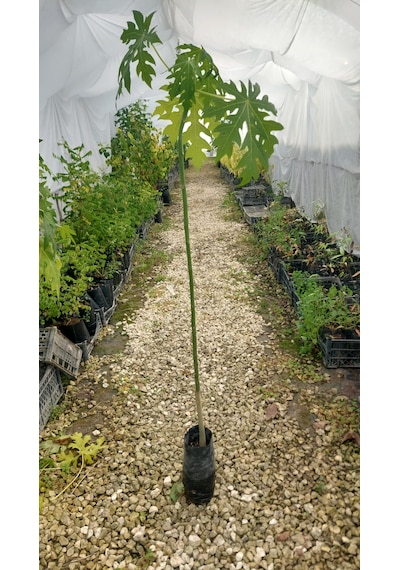 Papaya Fidanı 3 Yaş 150 Cm 2 Adet