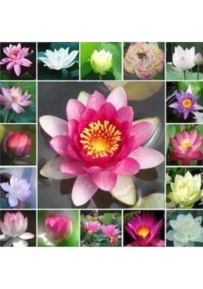 Nadir İthal Kutsal Lotus Çiçeği Tohumu 1 Adet Tohum Su Nilüferi