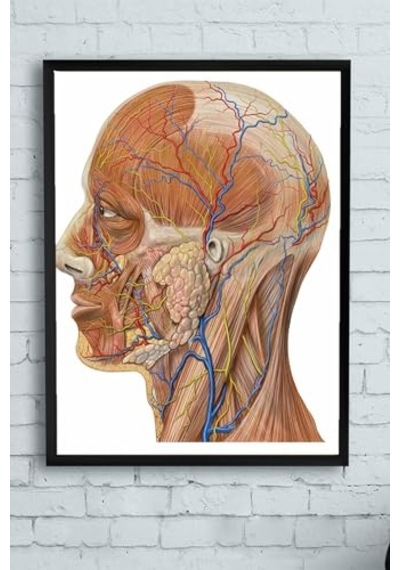 Pster10256 Biyoloji Eğitim Çerçeveli Tablo 50x70cm