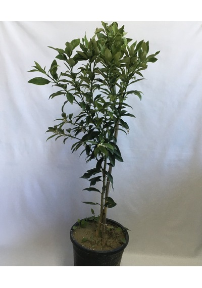 12 Litrelik Saksıda Kamkat Fidanı Yaş 3 Boy 90-110Cm