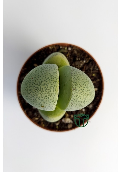 Pleiospilos Nelii Özel Tür Kaktus Çiçek Açan Kaktüs 5.5 Cm