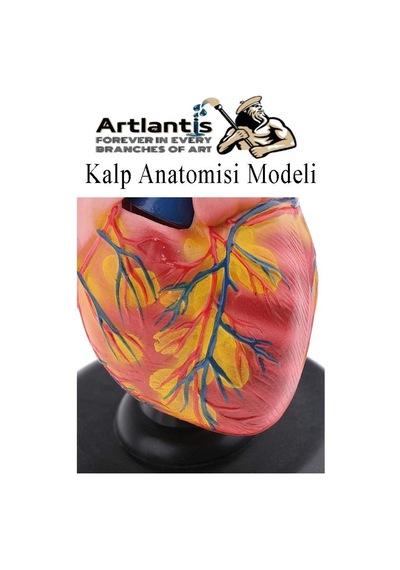 Kalp Modeli 2 Parça 1 Adet Gerçek Boy Kalp Anatomisi Modeli İnsan Kalp Modeli Renkli Bilim Deney Malzemesi