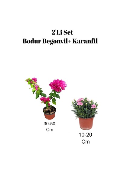 2'li Set Pembe Bodur Begonvil+ Pembe Karanfil Çiçeği Dış Mekan Bitkisi