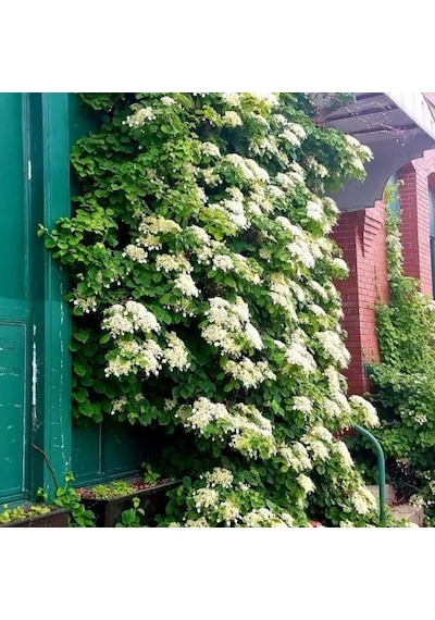 Soğuklara Dayanıklı Hydrangea Anomala Petiolaris Beyaz Kokulu Çiçekli Sarmaşık Ortanca Fidanı
