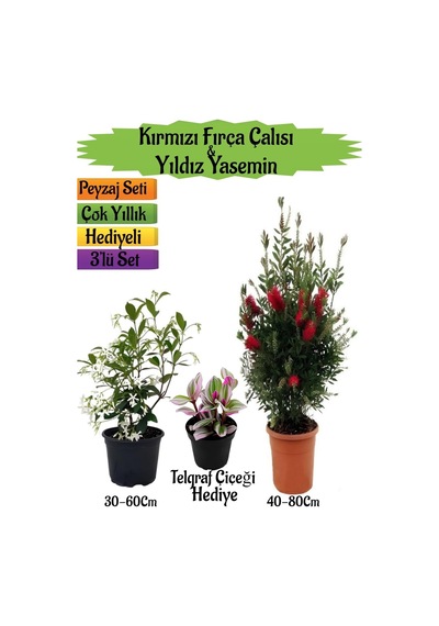 Kırmızı Fırça Çalısı+kokulu Yıldız Yasemin+telgraf Çiçeği Peyzaj Seti