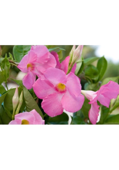 3'lü Pembe Mandavilla Sarmaşığı Çiçeği Fidanı 40-60 Cm Saksılı Çiçekli Bodur Pink Mandevilla