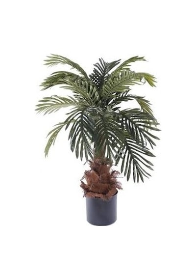 Washingtonia Robusta Palmiye Ağacı Tohumu 3 Tohum +