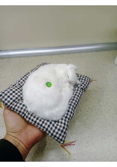 Miyavlayan Minderli Kedi Çok Renkli