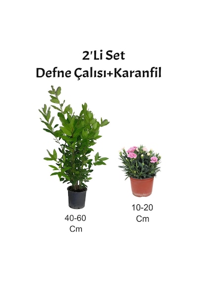 2'li Set Defne Çalısı Karanfil+pembe Karanfil Dış Mekan Bitkisi