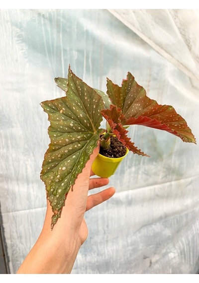 Videolu 1 Adet Mini Çilli Begonya Çiçeği 5-15 Cm Saksılı Çiçekli Bodur Bitkiler Begonia