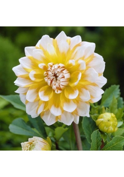 Sarı Beyaz Dahlia Seattle Yıldız Çiçeği Yumrusu (1 adet)