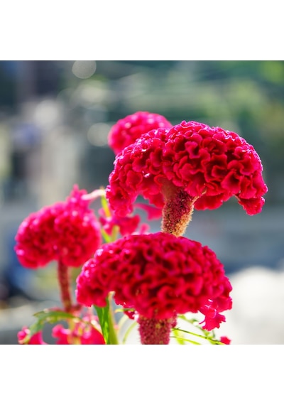 Celosia Horozibiği Çiçeği Ekim Seti 5 Tohum Horoz +Saksı+Topra