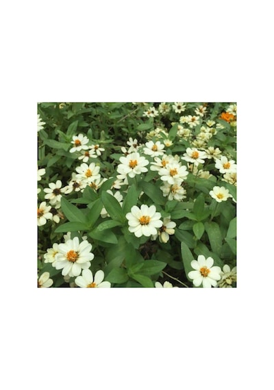Beyaz Renkli Mini Zinnia Çiçeği Tohumu - 5 Adet