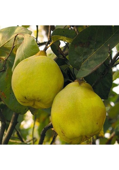 Tüplü Aşılı Limon Ayva Fidanı
