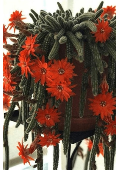 Çiçek Açan Yılan Kaktüsü | Chamaecereus Silvestrii