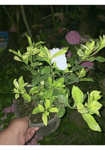 Ferah Kokulu 1 Adet Gardenya Çiçeği Saksılı 30-45cm Gardeia Flower