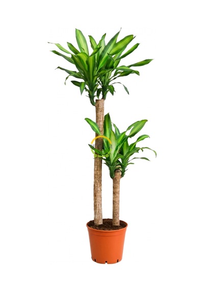2 Gövdeli Dracaena Massengena Bitkisi 130-150cm