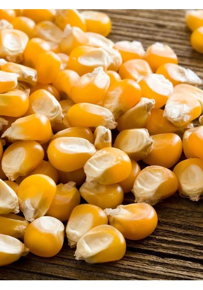 İthal Patlak Mısır Tohumu Popcorn 50 Ad Tohum