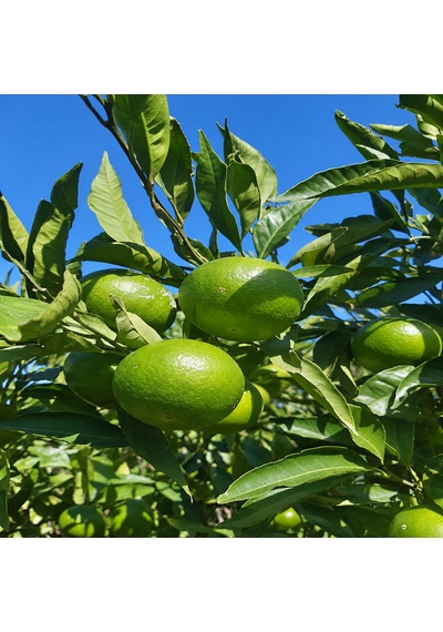 Mandalina 3 Kg Yerli