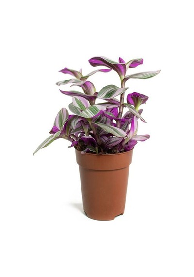 Videolu Pembe Telgraf Çiçeği 1 Adet Saksılı 10-15cm Salon Teras Bitkisi Tradescantia Nanouk