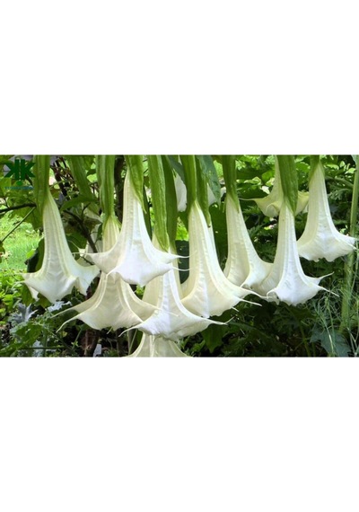 Angel Trumpet Çiçeği Tohumu Melek Borazanı Çiçeği Tohumu Eklm Seti 5 Adet Tohum+ Saksı + Toprak