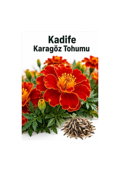 Sunagri Karagöz Kadife Çiçeği Tohumu Saksı Bahçe Bordür Yetiştiriciliğine Uygun 40 Adet