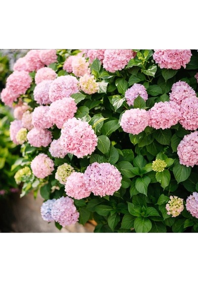 Videolu 1 Adet Açık Pembe Ortanca Çiçeği Fidanı 35-50 Cm Saksılı Çiçekli Bodur Bitkiler Hydrangea
