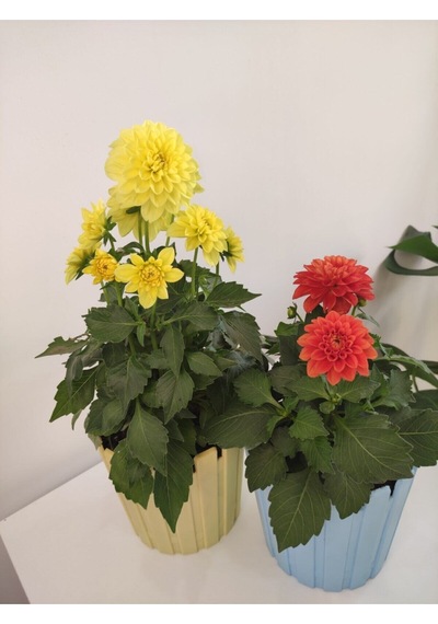 Yıldız Çiçeği - Dahlia Ikili Saksılı Set