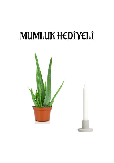 Dolgun Formlu Aleo Vera Bitkisi Mumluk Hediyeli Sevgiler Gününe Özel Hediye