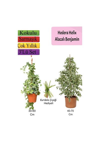 Süper Ürün Alacalı Beyaz Benjamin Bitkisi Hedera Helix Sarmaşığı Kurdele Çiçeği