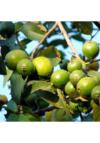 Meyve Verir Durumda Saksıda Guava Meyve Fidanı Tüplü
