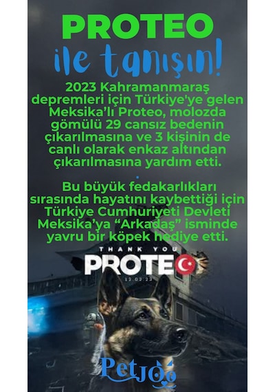 Petjoo 24.Proteo Mavi-Yeşil Qr'lı Köpek Künyesi