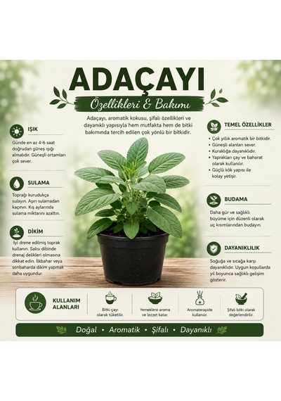Saksılı Adaçayı Bitkisi Salvia Officinalis Aromatik Şifalı Bitki Canlı Adaçayı Fidesi 20-30 Cm