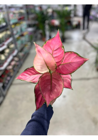 Aglaonema 'pink Star' Çin Herdemyeşili