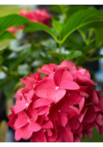 Videolu 1 Adet Kırmızı Çiçekli Ortanca Fidanı 30-55 Cm Tüplü Çiçekli Bodur Bitkiler Red Hydrangea