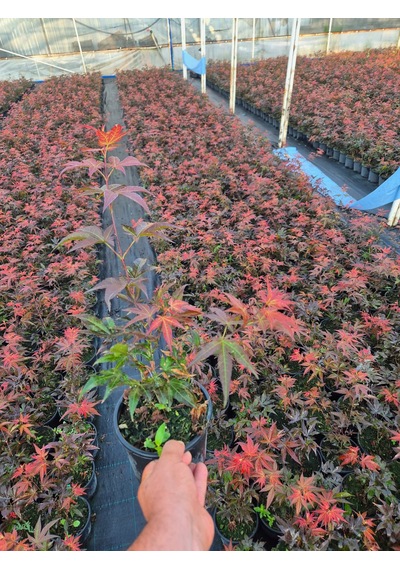 Acer Palmatum Atropurpureum Kırmızı Yakraklı Japon Akçaağaç 1.5 L