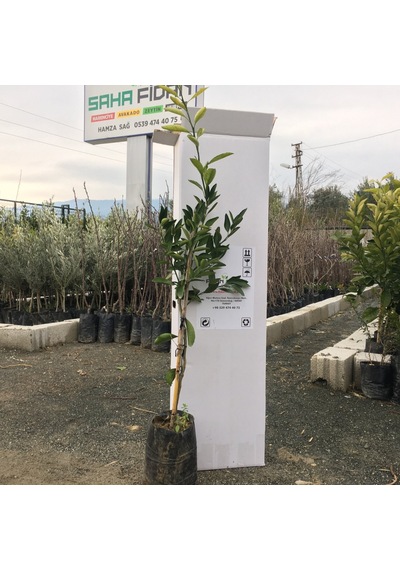 Tüplü Mihovaze Mandalina Fidanı Yaş 1-2 Boy 90-110cm